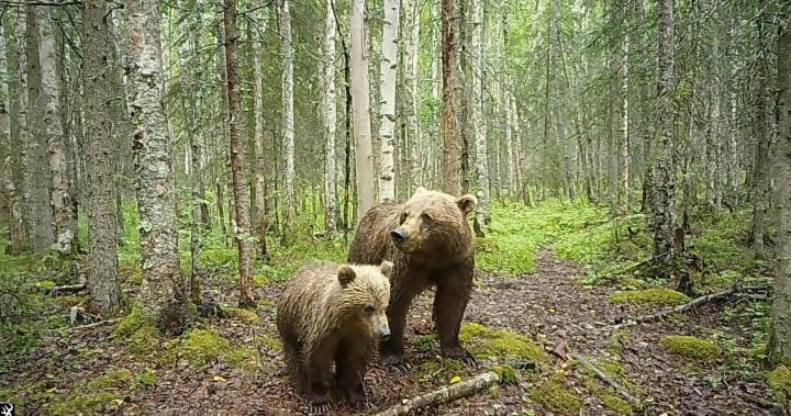 It’s not just Fat Bear Week in Alaska: Trail cameras capturing wolves, moose and more